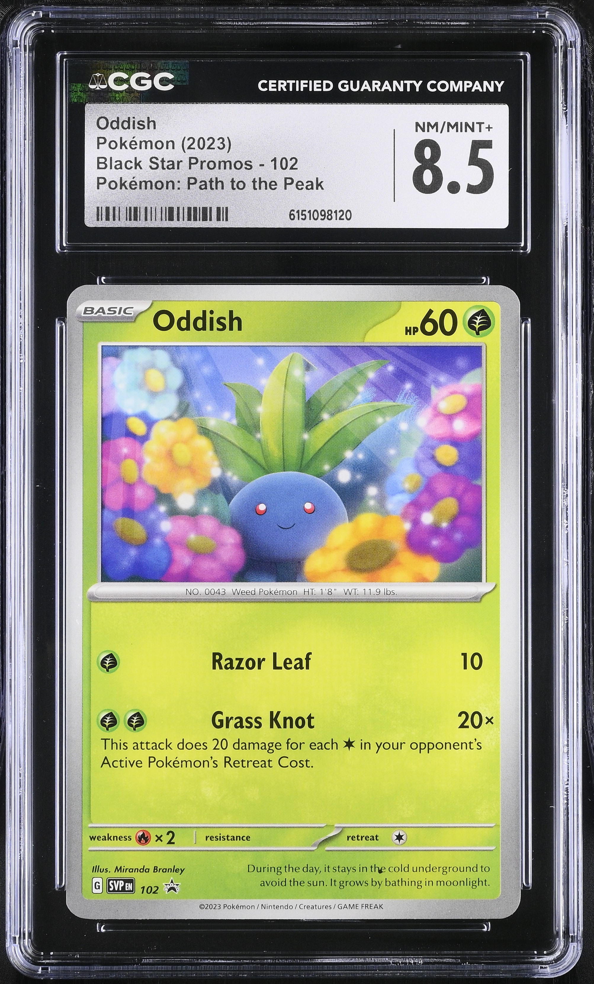 2023 Pokemon Black Star Promos Oddish Pokemon: Path to the Peak English